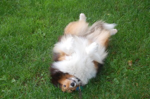 Dogs love to roll around and relax.