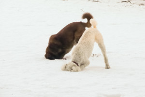 It's important to know when to let your dog relax.