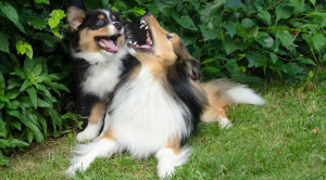 Puppy Class is important for socialization