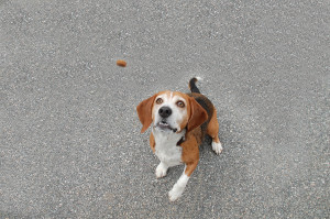 Train Your Dogs With Food Treats