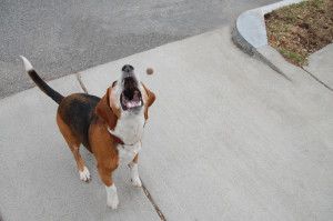 Food is a great way to motivate your dog